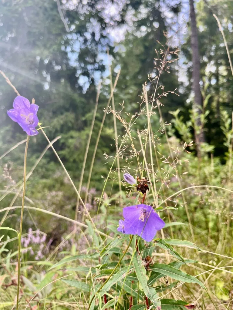 Blommor