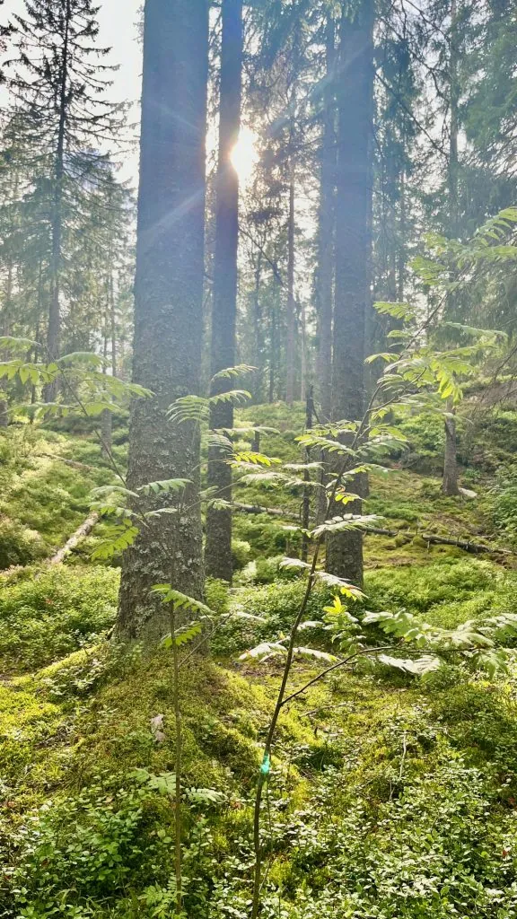 Natur vid First Camp Ånnaboda - Örebro