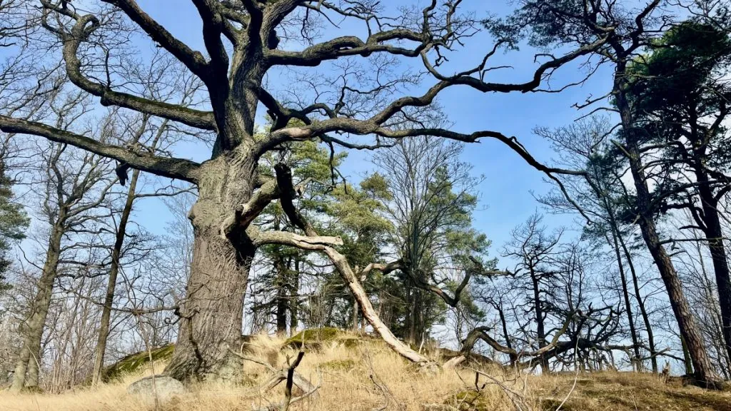 Ingentingskogen